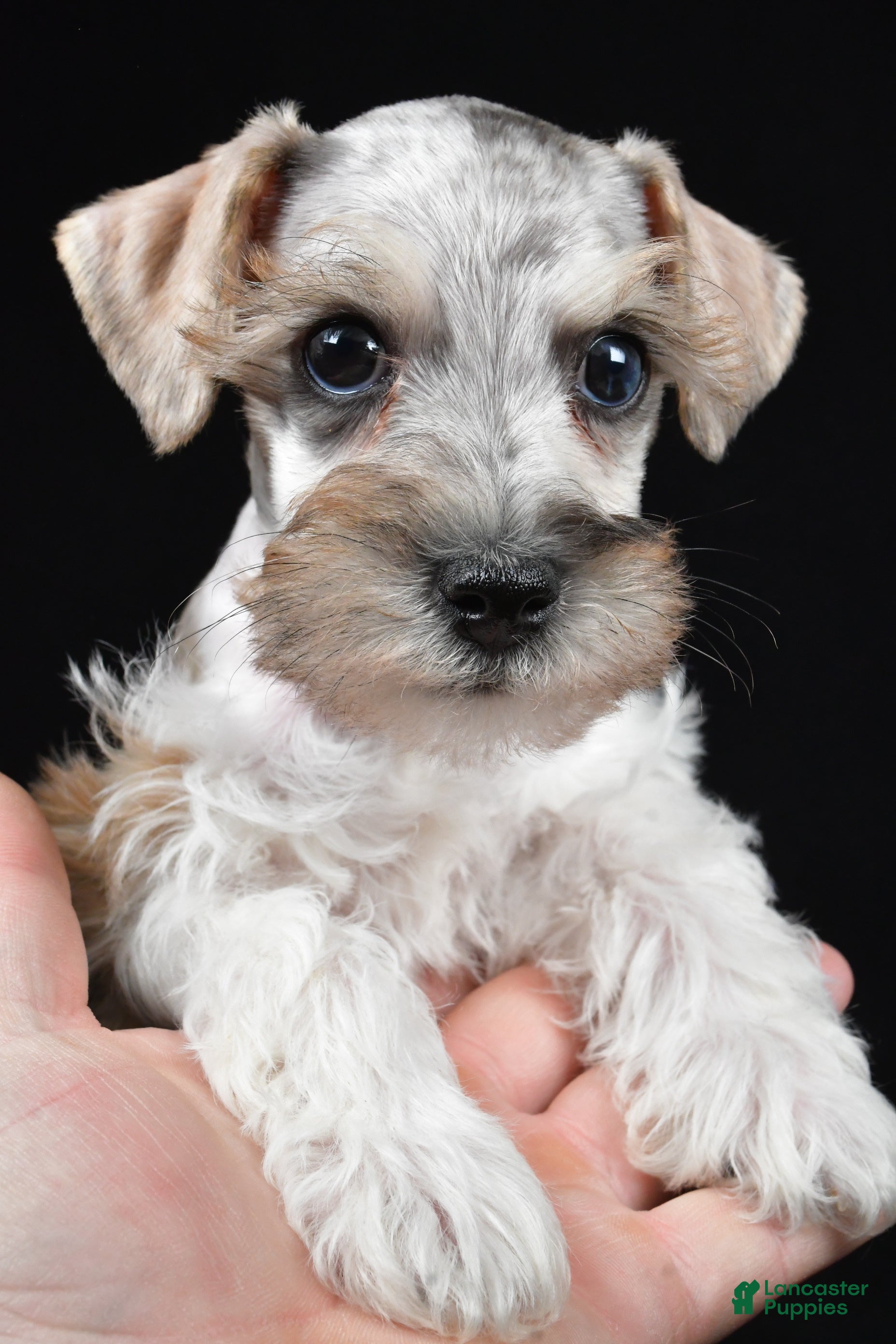 Schnoodle dogs Meno - Ad 2