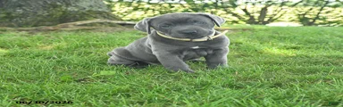 Ribbon