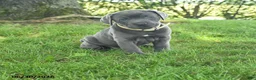 Cane Corso dogs for sale: Ribbon - Ad 1