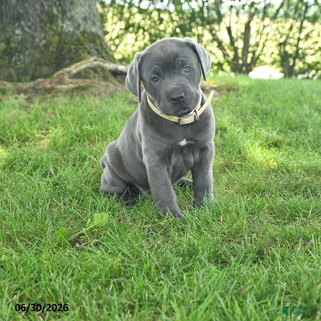 Cane Corso dogs for sale: Ribbon - Ad 1