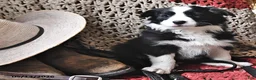 Border Collie dogs for sale: Lily - Ad 2