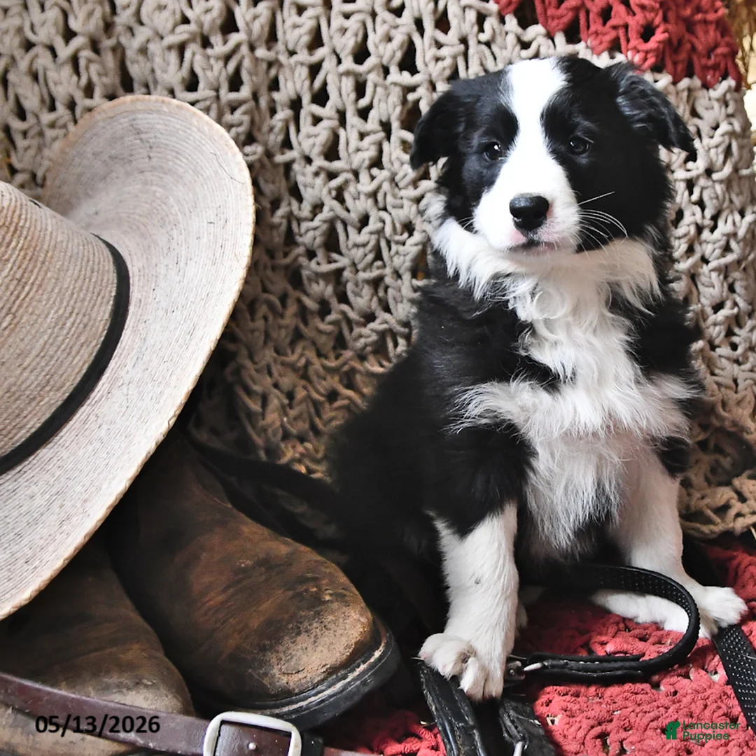 Border Collie dogs for sale: Lily - Ad 2
