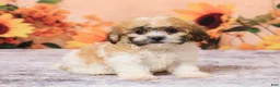 Teddy Bear dogs for sale: Tobey - Ad 3
