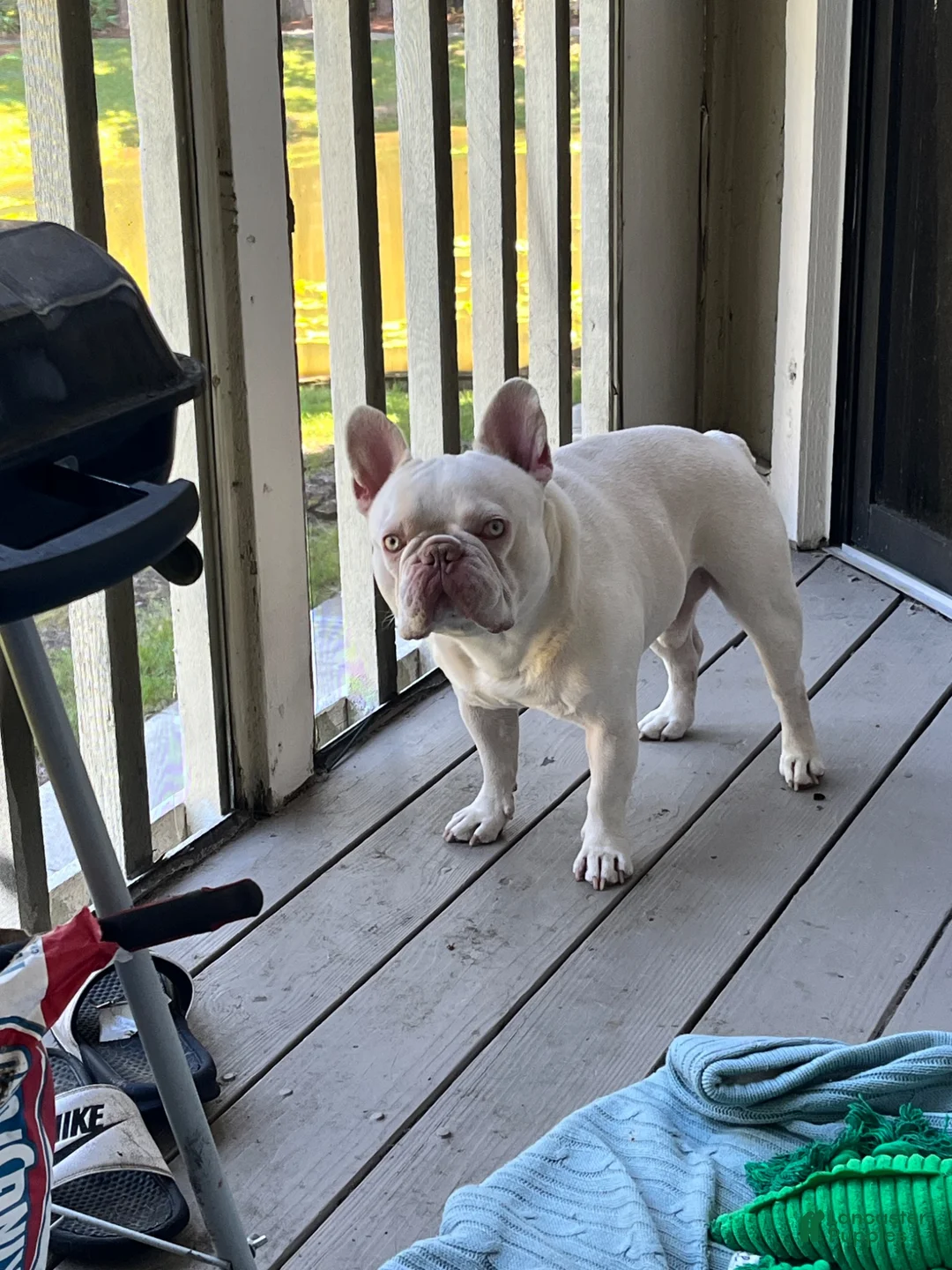 French Bulldog dogs for stud: Baby Ice  - Ad 1