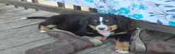 Bernese Mountain Dog dogs for sale: Bernese Mountain Dog Puppy 2 - Ad 3