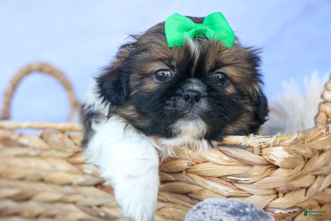 Shih Tzu dogs for sale: RUSTY - Ad 1