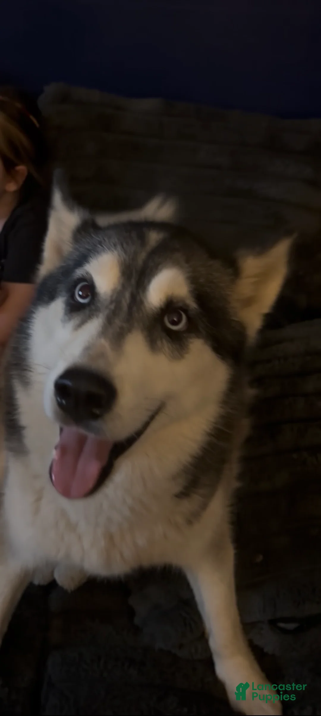 Siberian Husky dogs for sale: Siberian Husky 1 - Ad 2