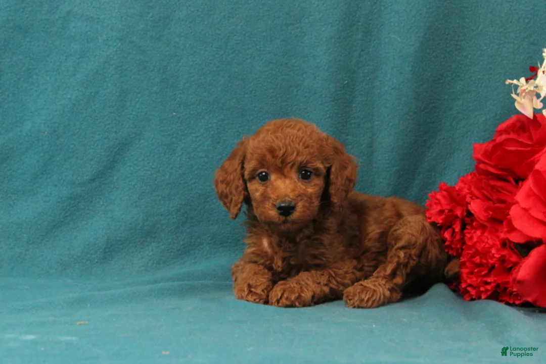 Mini Goldendoodle dogs for sale: Odelia - Ad 3