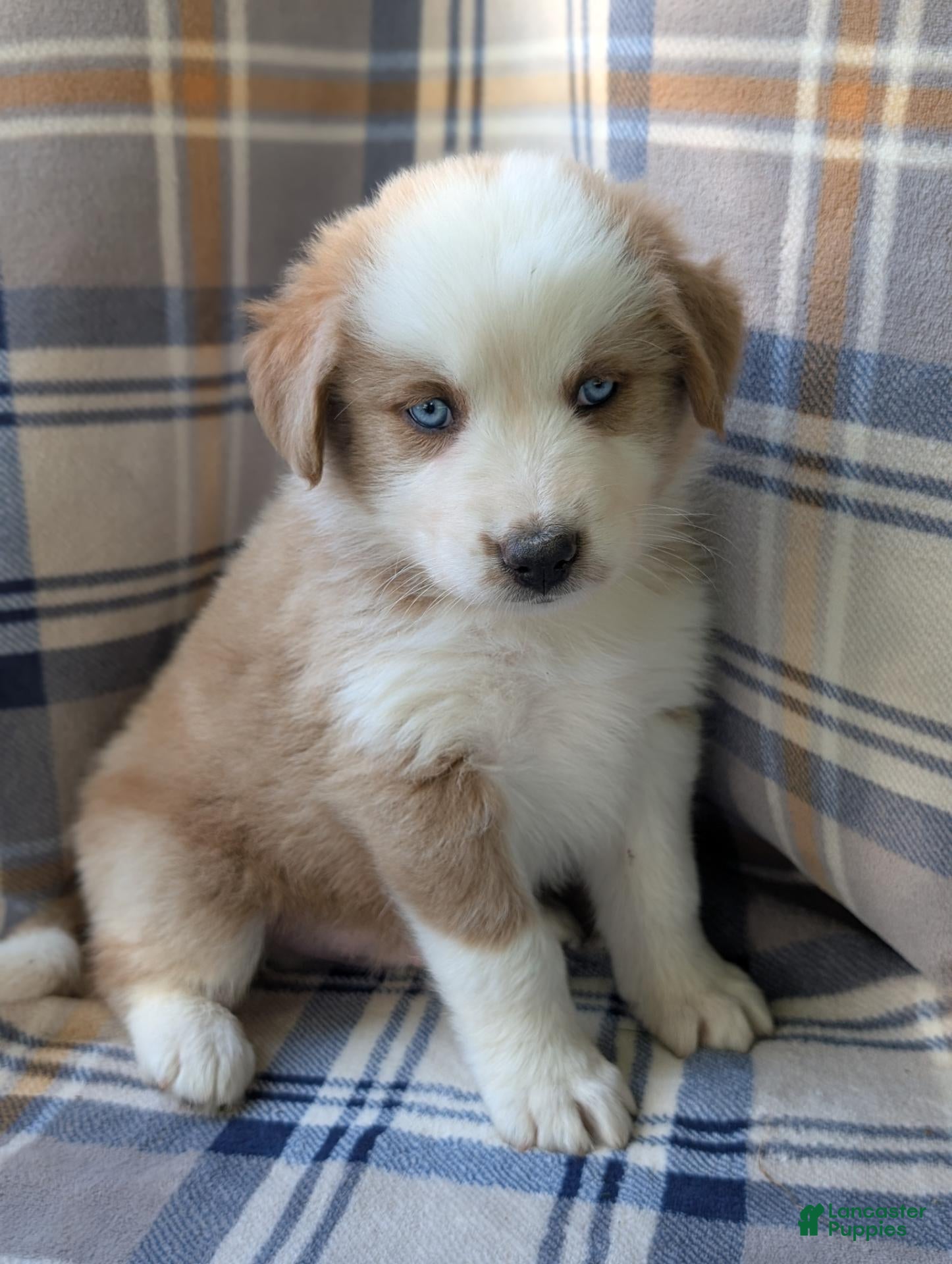 Australian Shepherd dogs Dusty - Ad 1