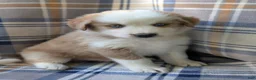 Australian Shepherd dogs for sale: Dusty - Ad 1