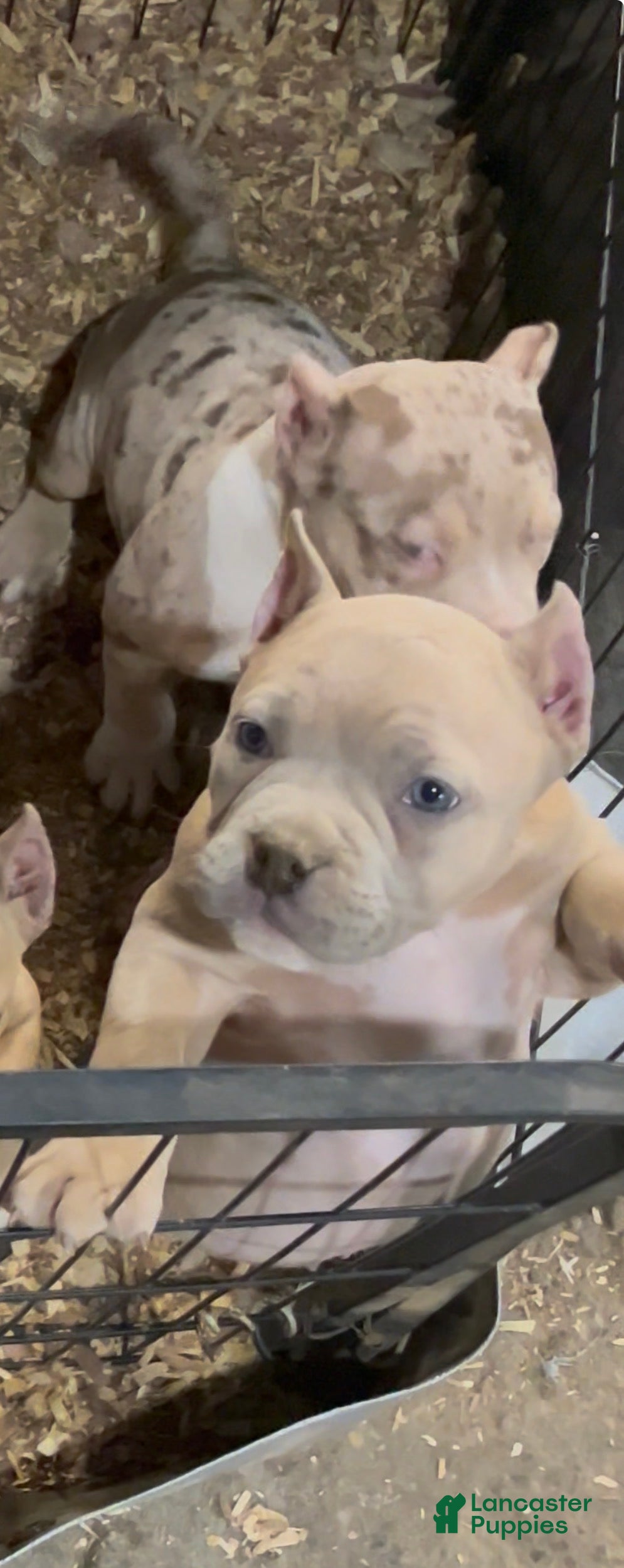 American Bully dogs American Bully Puppy 3 - Ad 1