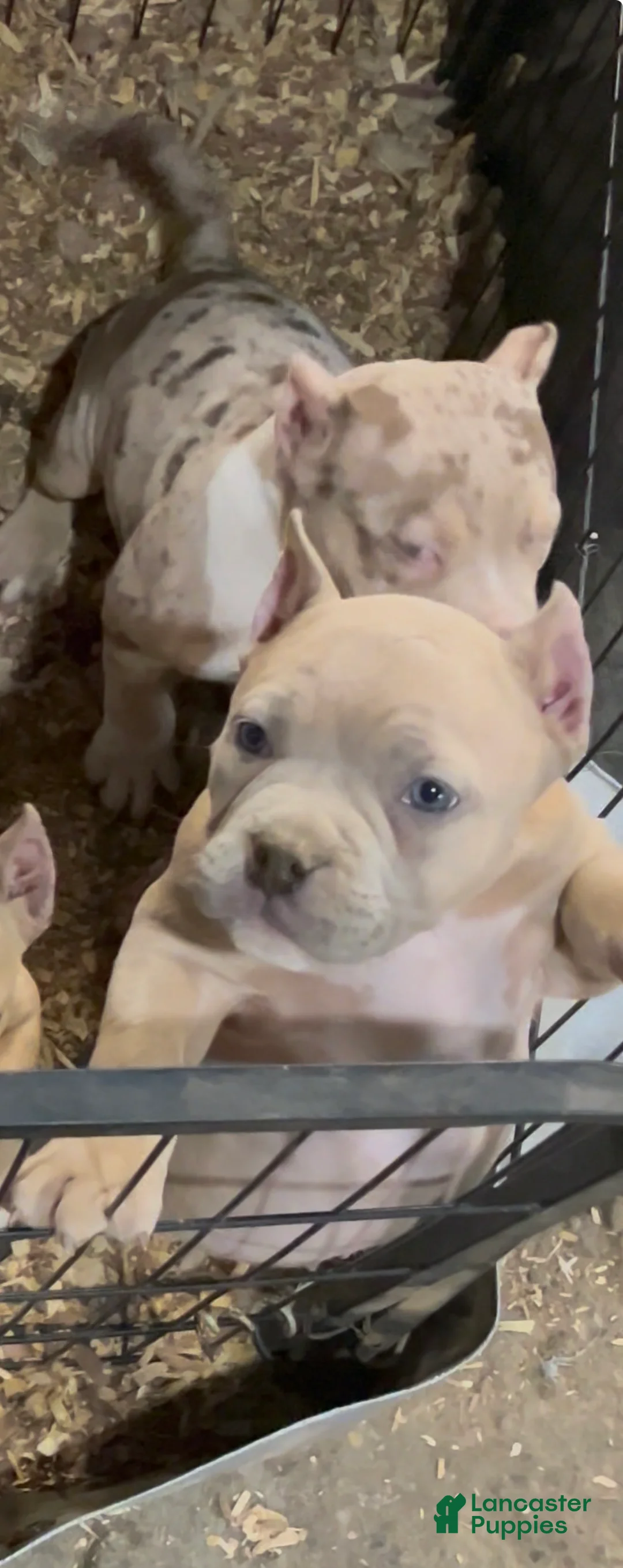 American Bully dogs for sale: American Bully Puppy 3 - Ad 1