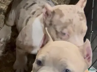 American Bully dogs for sale: American Bully Puppy 3 - Ad 3