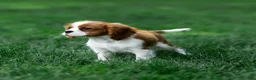 Cavalier King Charles Spaniel dogs for sale: Arlan Cavalier King Charles Spaniel Puppy  - Ad 11