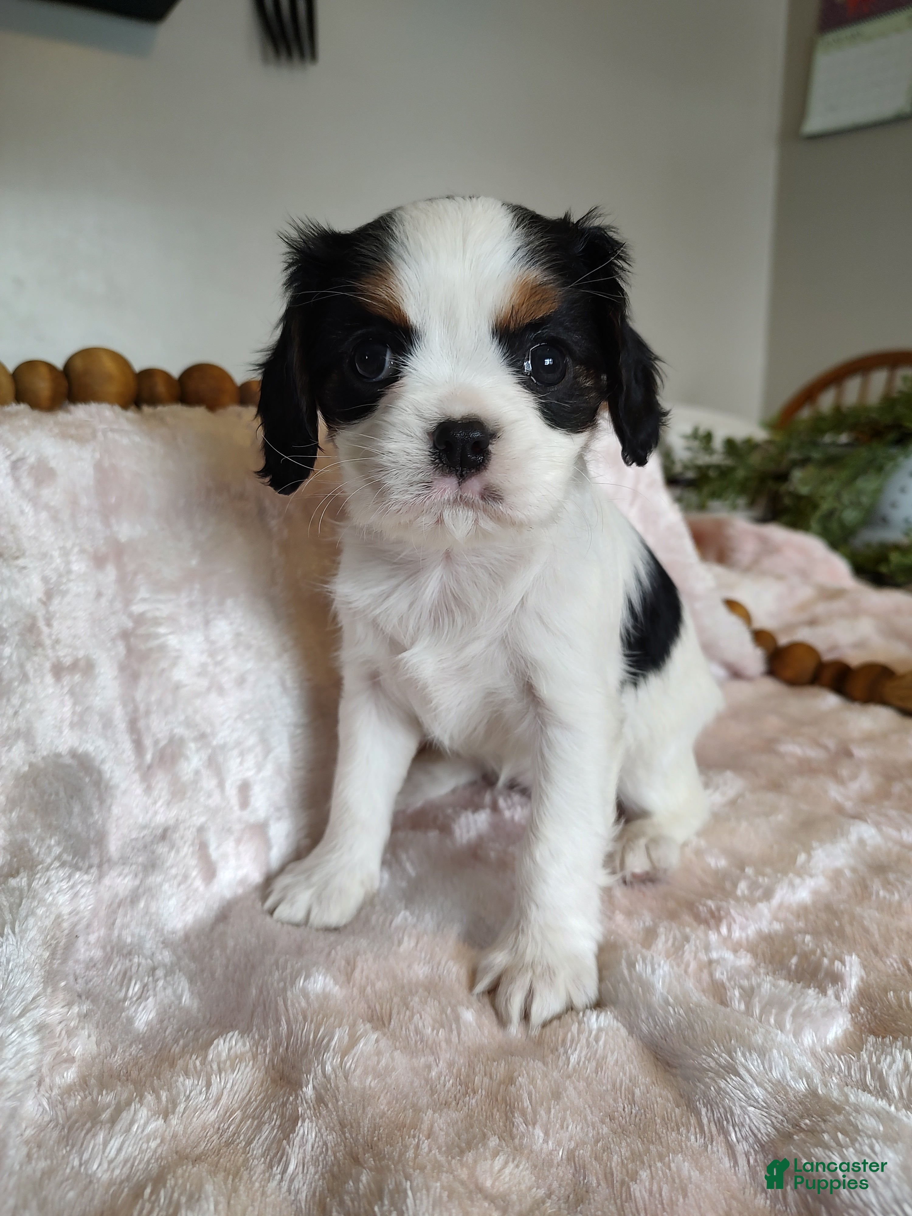 Cavalier King Charles Spaniel dogs Pansy  - Ad 17