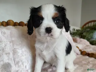 Cavalier King Charles Spaniel dogs Pansy - Ad 17