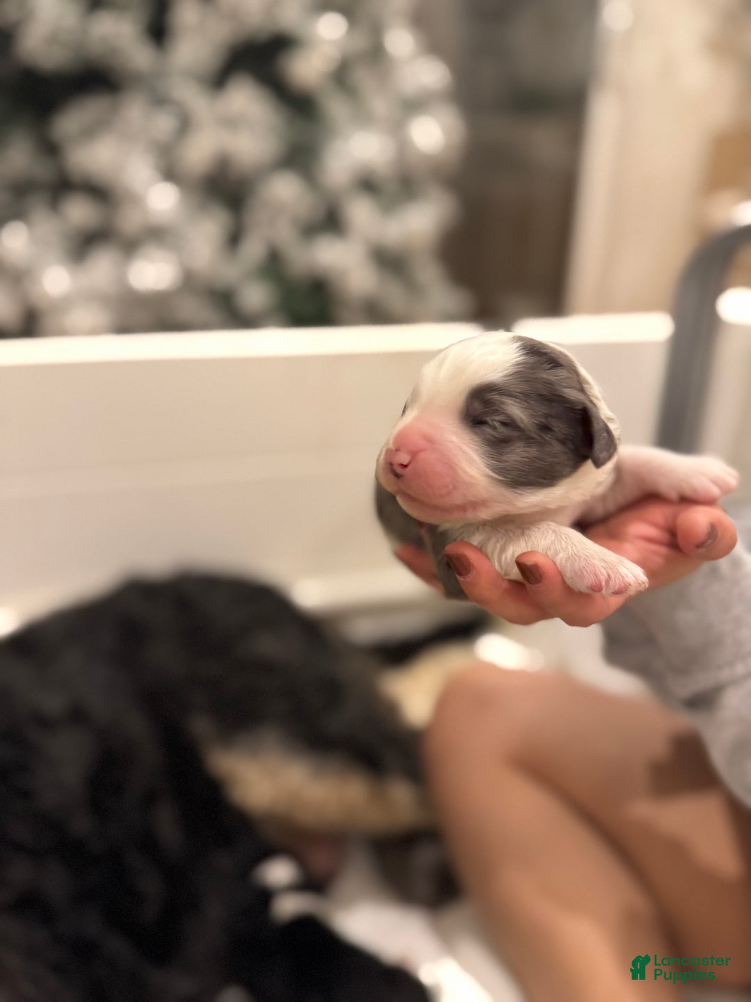 Bernedoodle dogs for sale: Dean-O - Ad 12