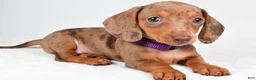 Miniature Dachshund dogs for sale: Abby - Ad 4