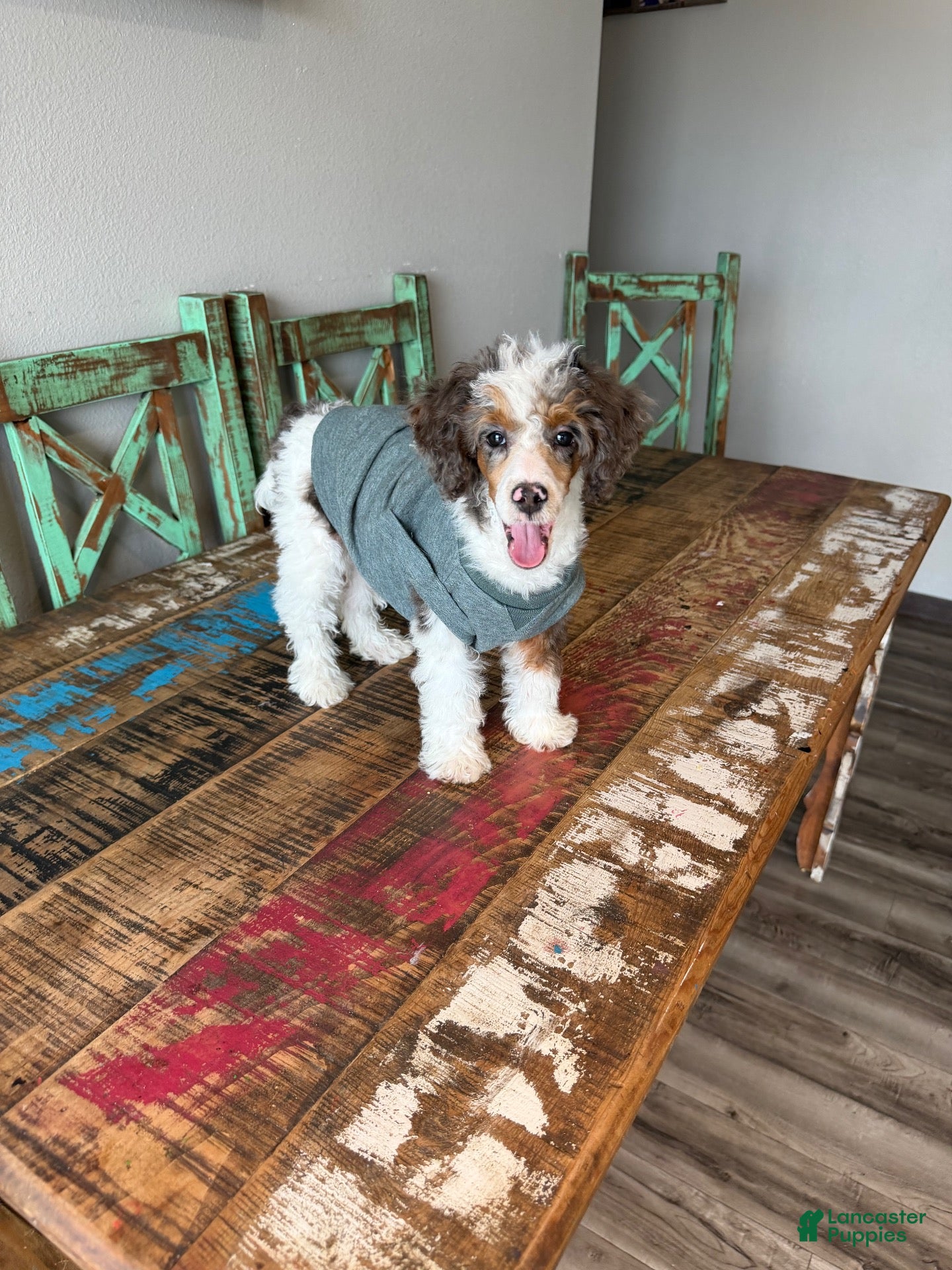 Miniature Poodle dogs for sale: Akc Clear 🧬 Tested Blue Merle  Phantom Parti- Bb - Ad 2