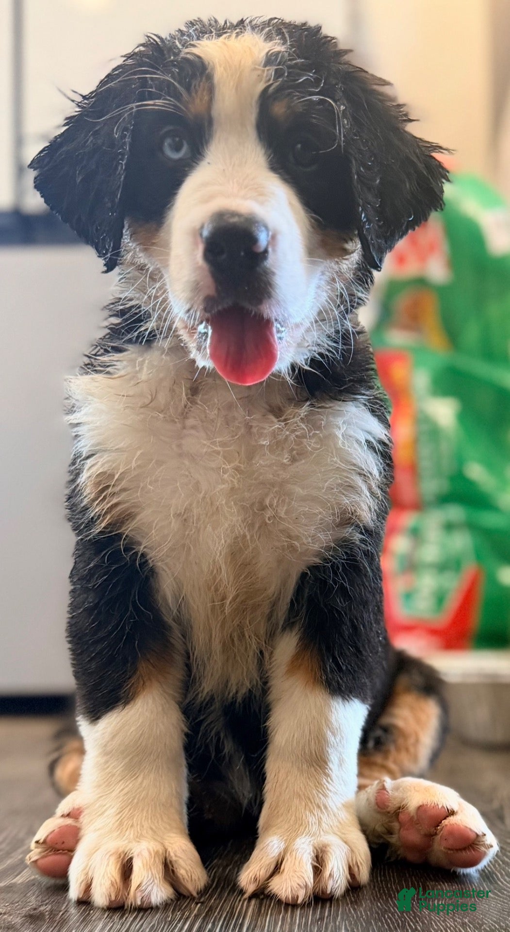 Bernese Mountain Dog dogs Purple - Ad 5
