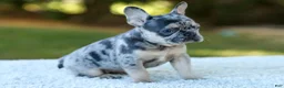 French Bulldog dogs for sale: Cookie - Blue Merle - Ad 3