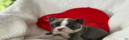 Boston Terrier dogs for sale: Rosy - Ad 4
