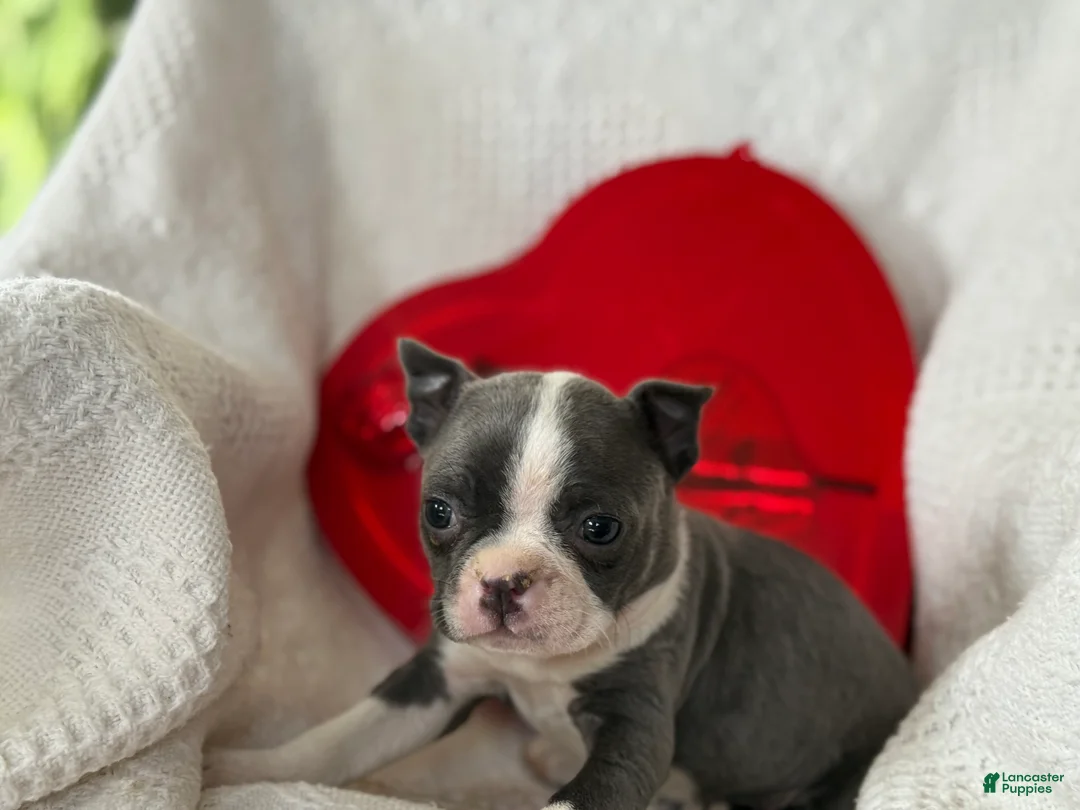 Boston Terrier dogs for sale: Rosy - Ad 4