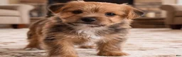 Morkie dogs for sale: Riley - Ad 9