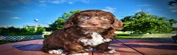 Havapoo dogs for sale: Coco - Ad 23