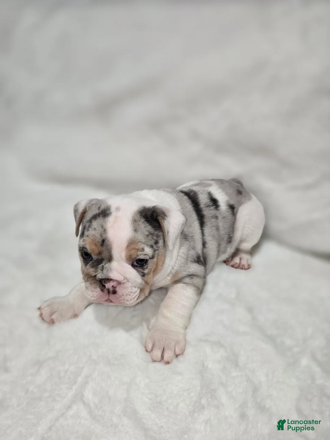 English Bulldog dogs for sale: English Bulldog Puppy 5 - Ad 2