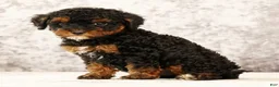Havapoo dogs for sale: Doogie - Ad 6