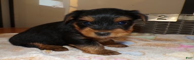 Yorkshire Terrier Puppy 2 Mars
