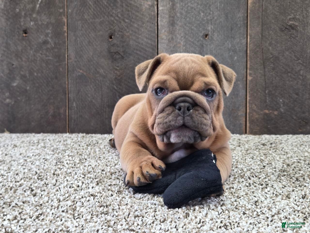 English Bulldog dogs Kona - Ad 1