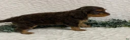 Cavapoo dogs for sale: Logan - Ad 4
