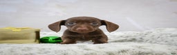 Miniature Dachshund dogs for sale: Rudolph  - Ad 9