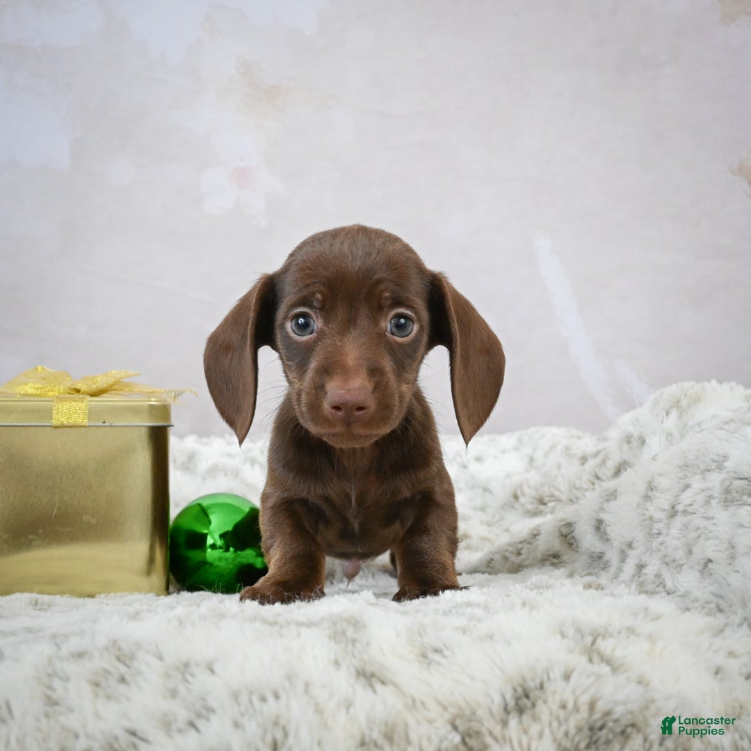 Miniature Dachshund dogs for sale: Rudolph  - Ad 9