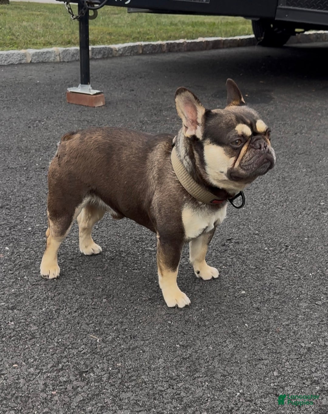 French Bulldog dogs for sale: Saint - Ad 5
