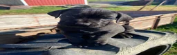 Cane Corso dogs for sale: Chance - Ad 2