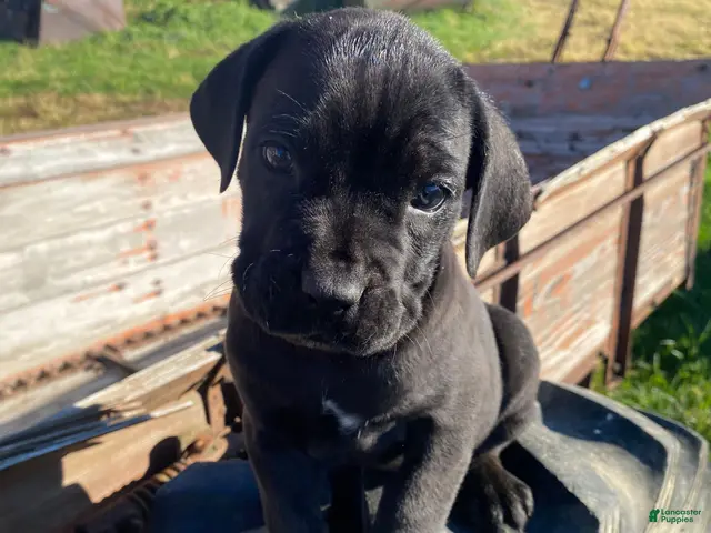Cane Corso dogs for sale: Chance - Ad 2