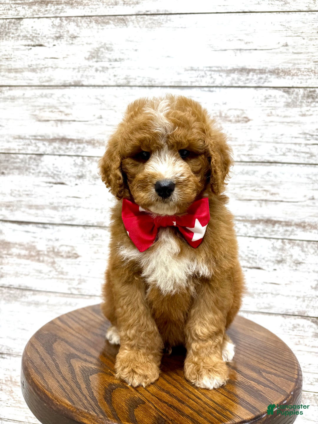 Mini Goldendoodle dogs for sale: Hunter - Ad 3