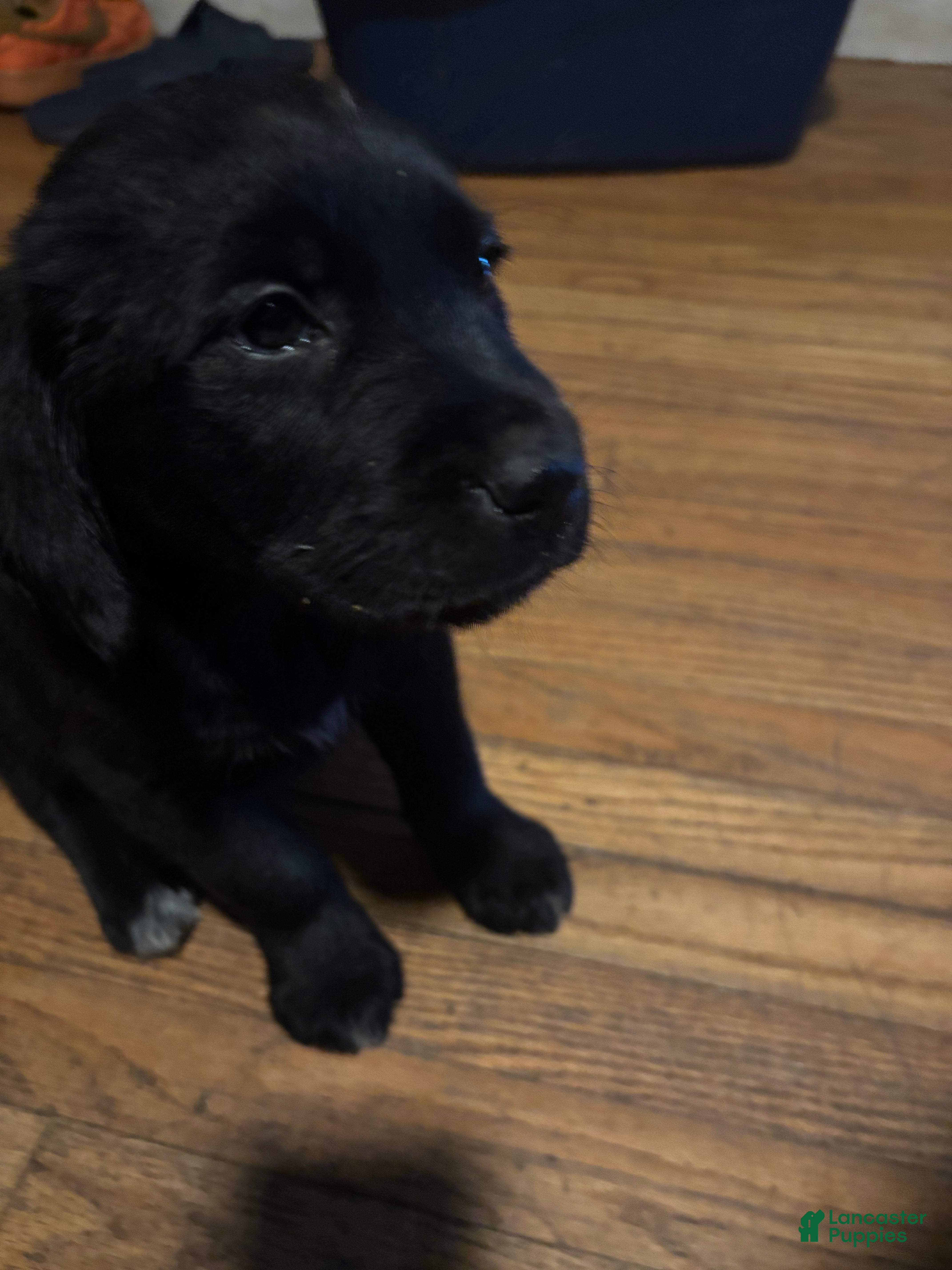 Mixed Breed dogs Mixed Breed Puppy 4 - Ad 26