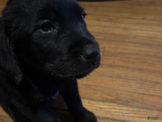 Mixed Breed dogs Mixed Breed Puppy 4 - Ad 21