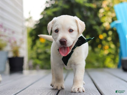 Labrador Retriever dogs Julep - Ad 2