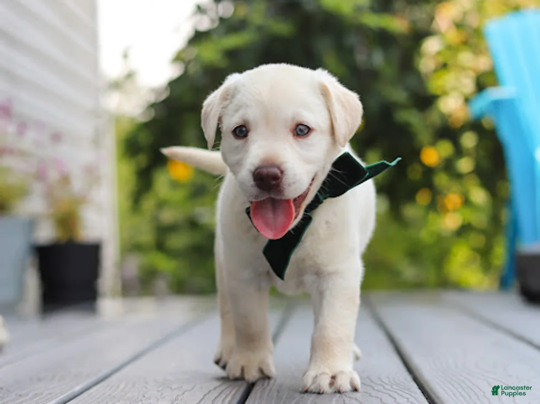 Labrador Retriever dogs for sale: Julep - Ad 2