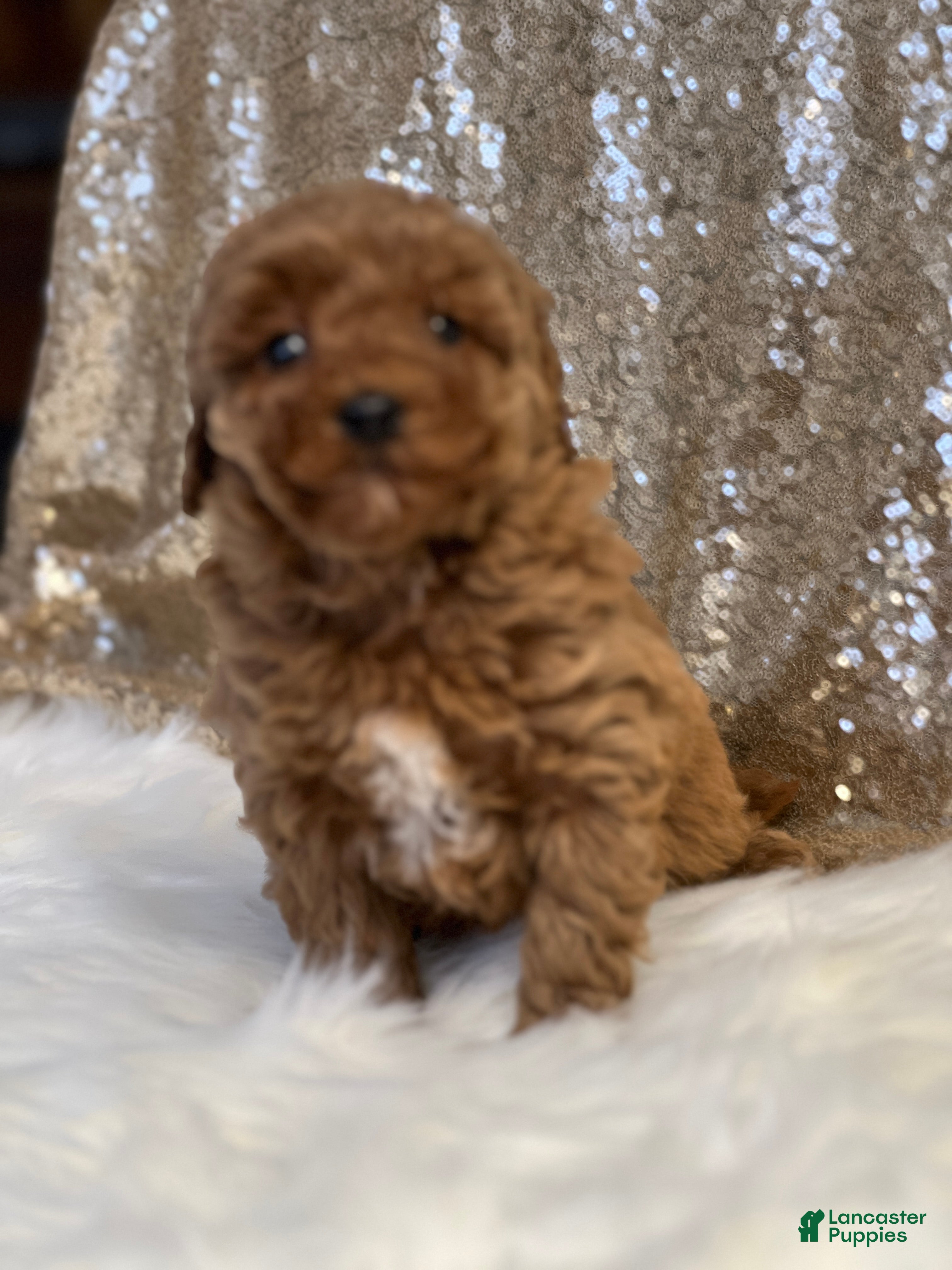 Miniature Poodle dogs Candy  - Ad 35