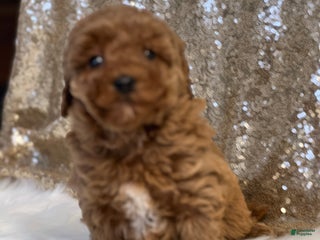 Miniature Poodle dogs Candy - Ad 35