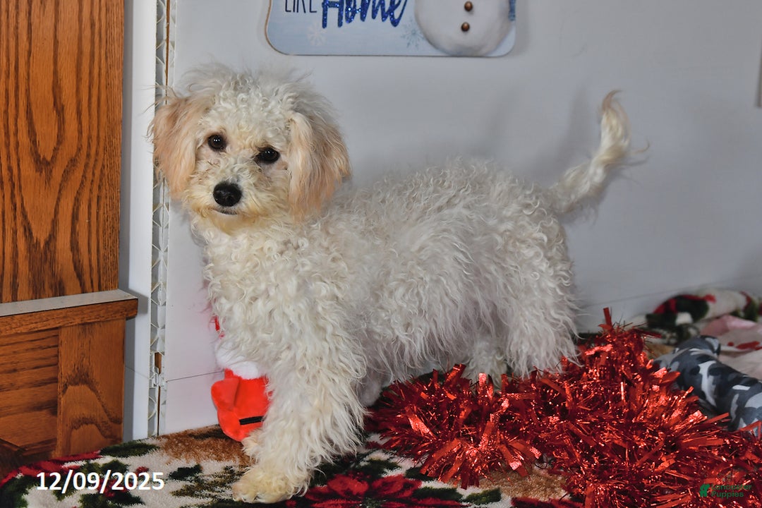 Bichpoo dogs for sale: Cinderella - Ad 2