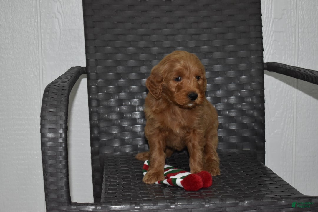 Goldendoodle dogs for sale: Bailey  - Ad 5