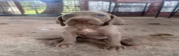 Weimaraner dogs for sale: Bella - Ad 3