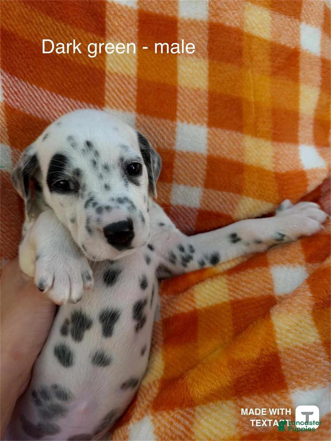 Dalmatian dogs for sale: Dark green - Ad 2